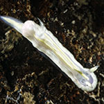 Ceratosoma sp. 1